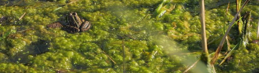 Biodiversité et transport, c'est coâ le problème ?
