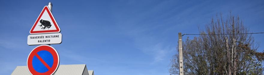 Un relogement pour les crapauds verts